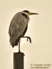 Airone cenerino Ardea cinerea