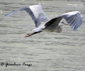 Airone cenerino Ardea cinerea