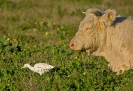 PELECANIFORMES