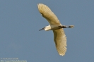 Garzetta Egretta garzetta