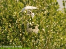 Garzetta Egretta garzetta