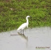 PELECANIFORMES