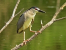 Nitticora Nycticorax nycticorax