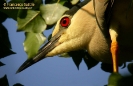 Nitticora
