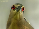Nitticora Nycticorax nycticorax
