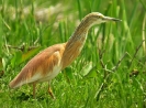 Ardeidae