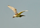Sgarza ciuffetto Ardeola ralloides