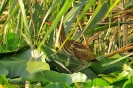 Ardeidae