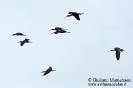 Threskiornithidae