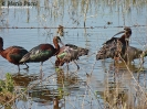Threskiornithidae