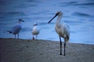 Threskiornithidae