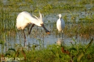Spatola Platalea leucorodia