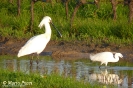 Spatola Platalea leucorodia