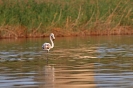 PHOENICOPTERIFORMES