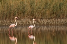 PHOENICOPTERIFORMES