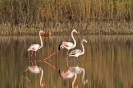 PHOENICOPTERIFORMES