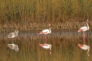 PHOENICOPTERIFORMES