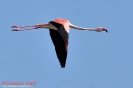 Phoenicopteridae