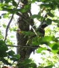 Picchio nero Dryocopus martius