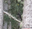 PICIFORMES