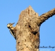 Picchio rosso maggiore Dendrocopos major
