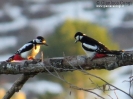 Picidae