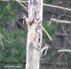 Picchio rosso maggiore Dendrocopos major