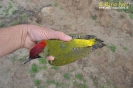 Picchio verde Picus viridis