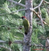 Picidae