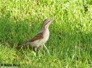 PICIFORMES
