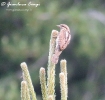Torcicollo Jynx torquilla