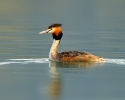 Podicipedidae