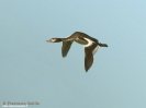 Svasso maggiore Podiceps cristatus