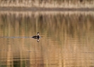 Svasso piccolo Podiceps nigricollis