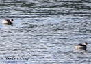Svasso piccolo Podiceps nigricollis