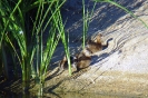 Tuffetto Tachybaptus ruficollis