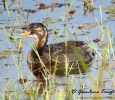 Podicipedidae