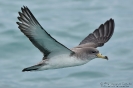 PROCELLARIIFORMES