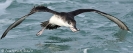 Berta minore Puffinus yelkouan