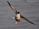 PROCELLARIIFORMES