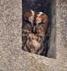 Strigidae
