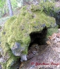 Allocco Strix aluco
