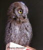 Strigidae