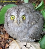 Assiolo Otus scops