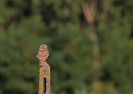 Civetta Athene noctua