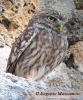 Civetta Athene noctua