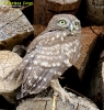 Strigidae