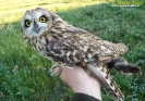 STRIGIFORMES