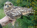 Gufo di palude Asio flammeus