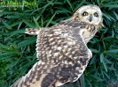 STRIGIFORMES